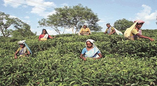 Tripura Govt Scheme