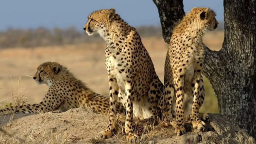 cheetahs RNL Academy